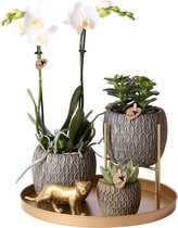 Complete Plantenset Marrakesh grey | Groene planten set met witte Phalaenopsis Orchidee en incl. sierpotten en accessoires