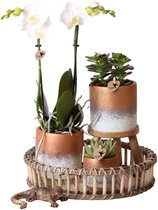 Complete Plantenset Flame bronze | Groene planten set met witte Phalaenopsis Orchidee en Succulenten incl. cementen sierpotten