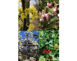 Plants Online - Haagplanten - Haag voor vogels - Pot 30-60 cm - set van 1 - Bladverliezend - Bloeiende plant - Informele haag - Populair bij vogels - Vruchtdragend
