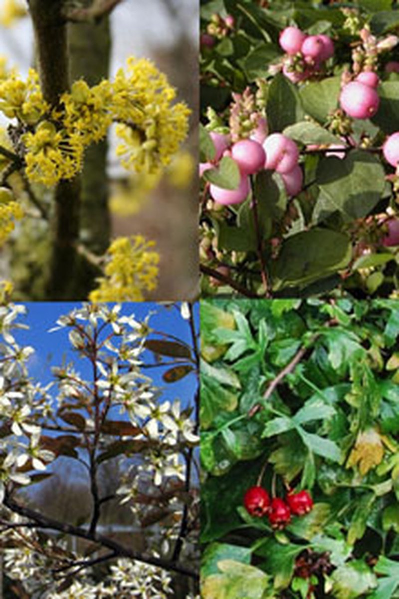 Plants Online - Haagplanten - Haag voor vogels - Pot 30-60 cm - set van 1 - Bladverliezend - Bloeiende plant - Informele haag - Populair bij vogels - Vruchtdragend