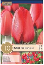 Zakje tulpenbollen - Tulipa 'Red Impression' - rode tulpen - 10 bollen
