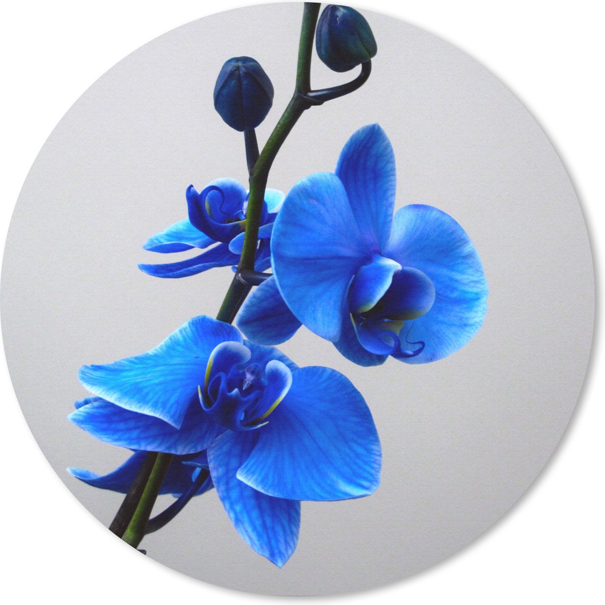 Muismat rond 20x20 cm - Mousepad Blauwe Orchidee - Ronde muismatten