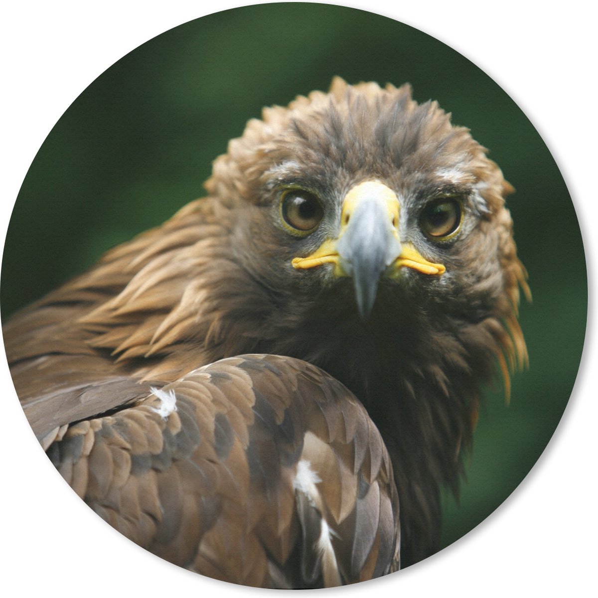Muismat rond 20x20 cm - Mousepad Arend - Bruin - Roofvogel - Ronde muismatten