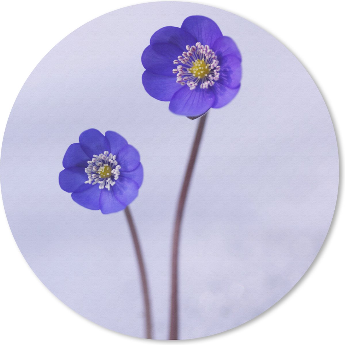 Muismat rond 20x20 cm - Mousepad Bloemen - Sneeuw - Paars - Ronde muismatten