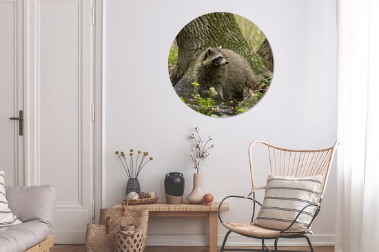 WallCircle - Wall Circle - Wall Circle Indoor - Raton Laveur - Water - Forêt - 90x90 cm - Décoration murale - Peintures Ronds
