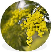 WallCircle - Wandcirkel ⌀ 90 - Gele mimosa plant met groene bladeren - Ronde schilderijen woonkamer - Wandbord rond - Muurdecoratie cirkel - Kamer decoratie binnen - Wanddecoratie muurcirkel - Woonaccessoires