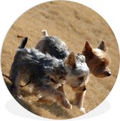Deux petits Yorkshire Terrier marchant sur la plage Assiette en plastique cercle mural ⌀ 90 cm - impression photo sur cercle mural / cercle maison (décoration murale)