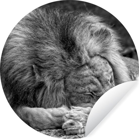 Autocollant de papier peint cercle mural lion endormi ⌀ 30 cm / cercle de papier peint / cercle mural / cercle vivant - découpe auto-adhésive et ronde