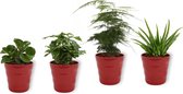 Set van 4 Kamerplanten - Aloe Vera & Asparagus Plumosus & Coffea Arabica & Peperomia Green Gold - ± 25cm hoog - 12cm diameter - in rode pot