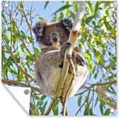 Tuinposters Koala - Bladeren - Lucht - Kinderen - Jongens - Meiden - 50x50 cm - Tuindoek - Buitenposter