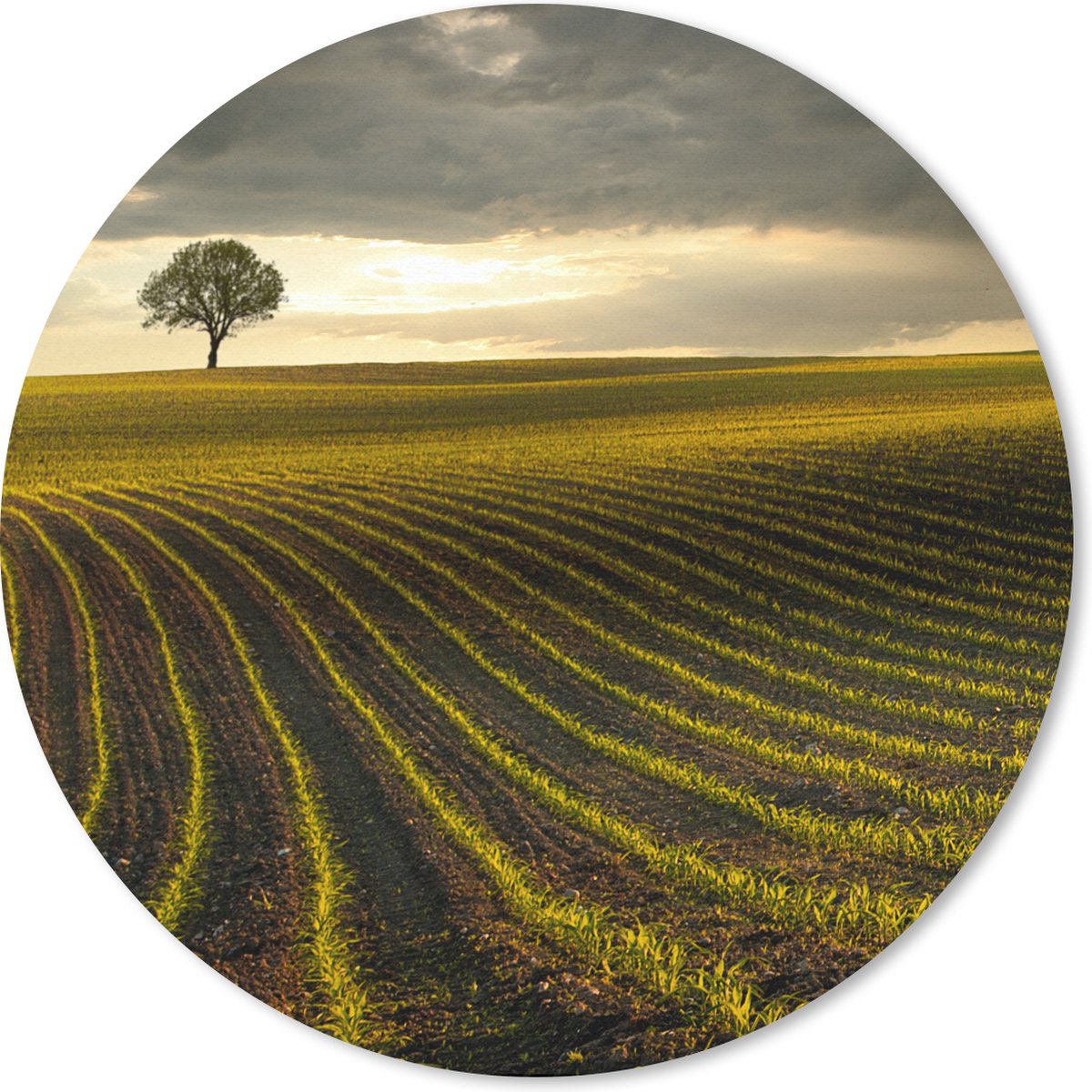 Muismat rond 30x30 cm - Mousepad Weide - Boom - Donker - Ronde muismatten