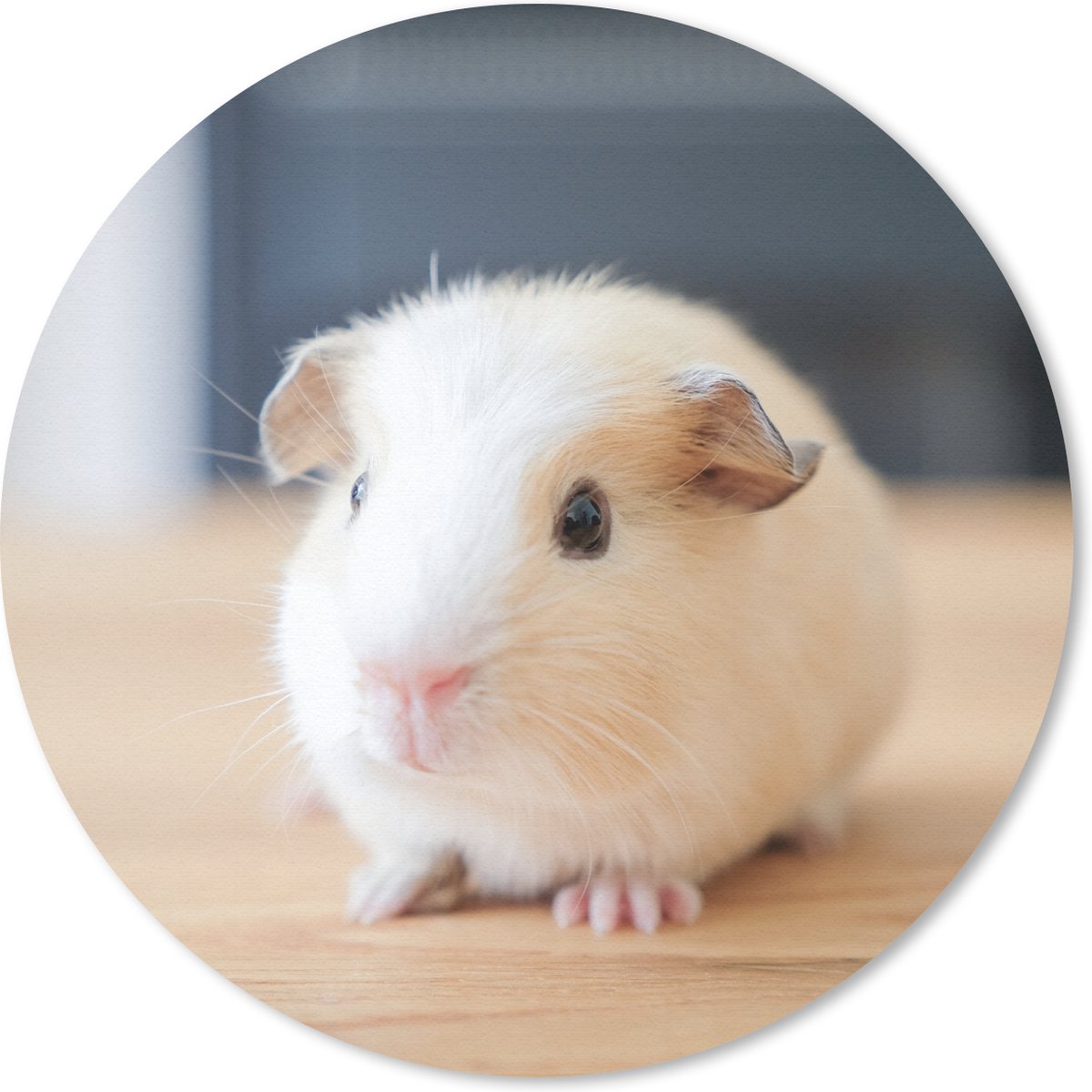 Muismat rond 50x50 cm - Mousepad Schattige baby cavia - Ronde muismatten
