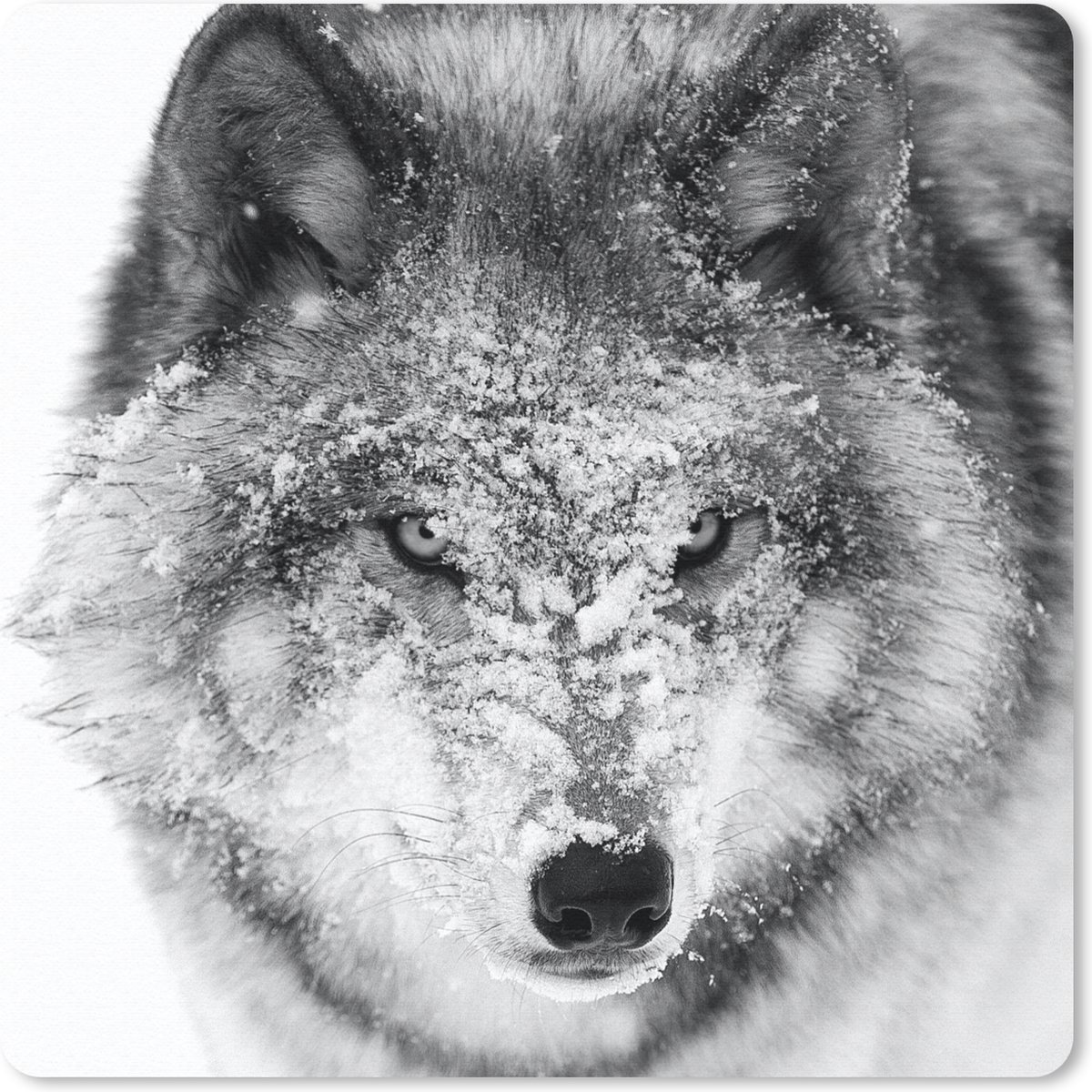 Muismat 20x20 cm - Mousepad Wolf met besneeuwde kop in zwart-wit - Muismatten