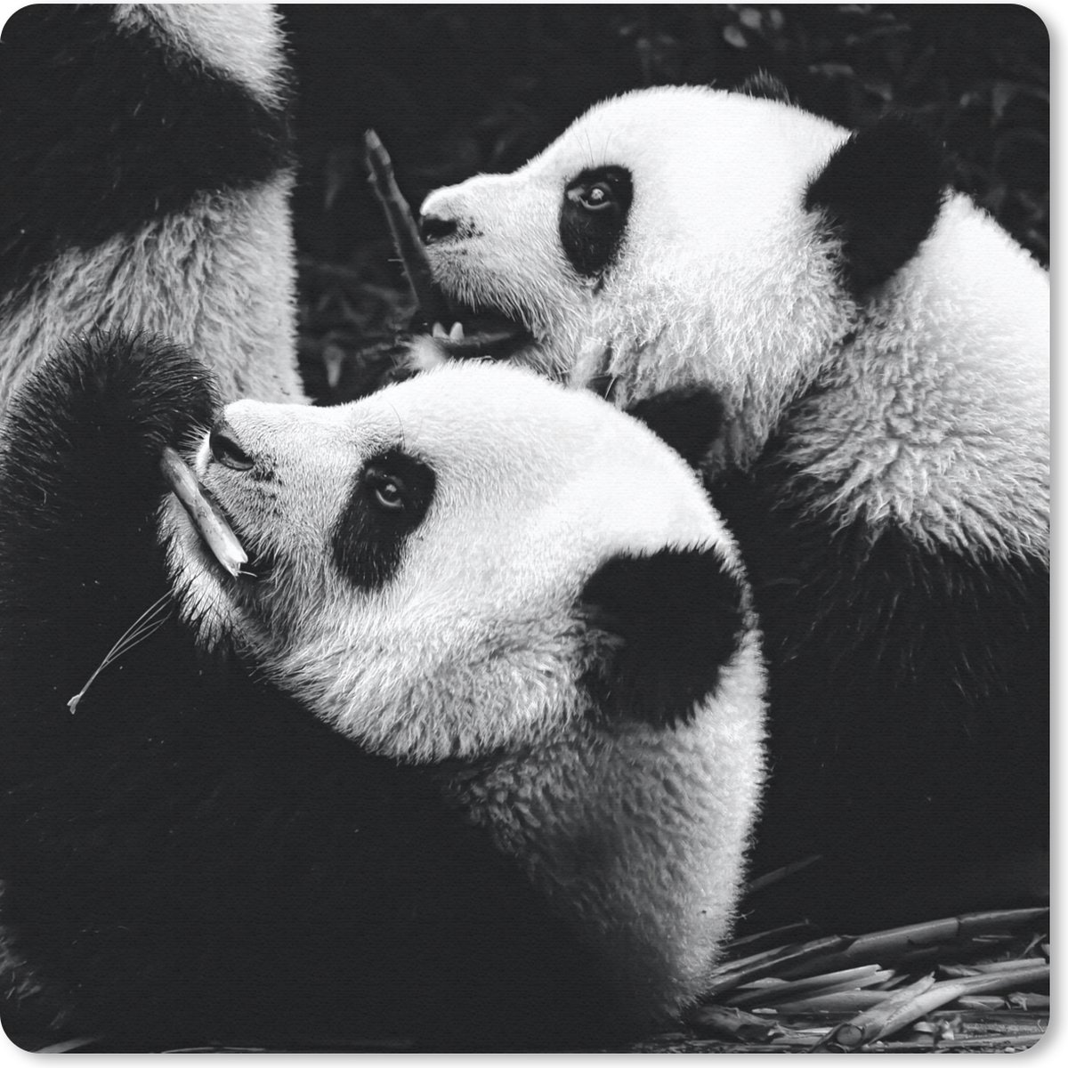 Muismat 30x30 cm - Mousepad Panda's - Zwart - Wit - Muismatten