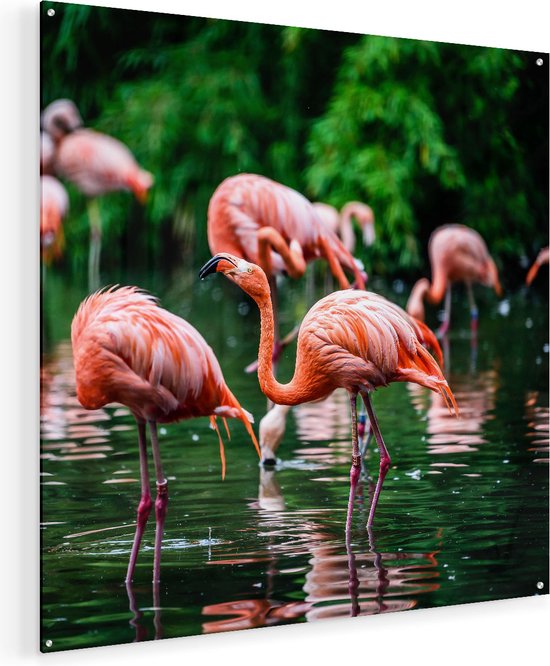 Artaza Glasschilderij - Kudde Flamingo's in de Jungle in het Water - Plexiglas Schilderij - Foto op Glas