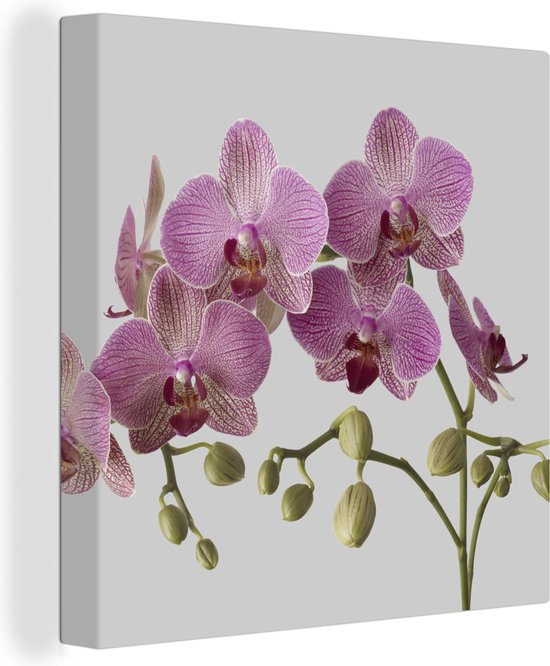 Canvas Schilderij Orchideeën op grijze achtergrond - 50x50 cm - Wanddecoratie
