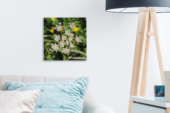 Tableau sur toile Photo d'une fleur de carvi solitaire dans la nature - 20x20 cm - Décoration murale