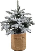 Hagen en struiken van Botanicly – Dwergspar met een bruine paper-look pot als set – Hoogte: 85 cm – Picea glauca Conica