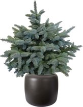 Boom van Botanicly – Picea Pungens Super Blue – Hoogte: 95 cm