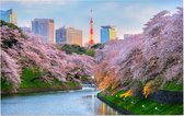 Kersenbloesem in bloei in Chidorigafuchi Park in Tokio - Foto op Forex - 45 x 30 cm