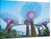 De bomen van Gardens by the Bay in Singapore bij daglicht - Foto op Canvas - 150 x 100 cm