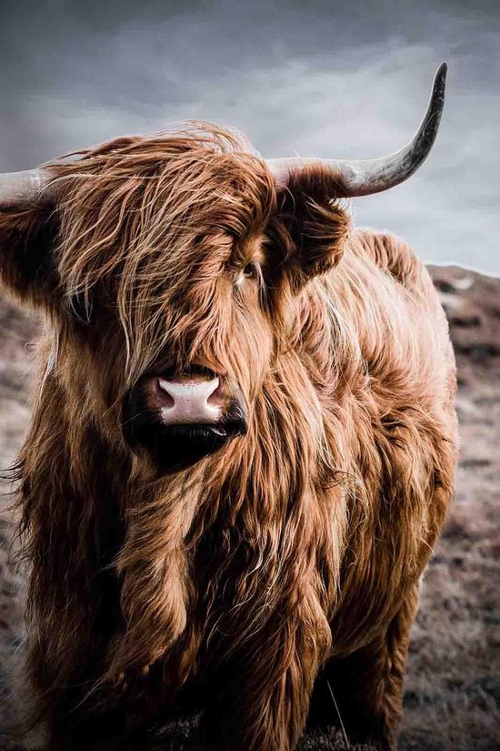 Schotse Hooglander in kleur op Aluminium - WallCatcher | Staand 40 x 60 cm | Dieren schilderijen | Kwaliteit wanddecoratie Dibond