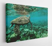 Onlinecanvas - Schilderij - Een Schildpad Onderwater Art Horizontaal Horizontal - Multicolor - 50 X 40 Cm