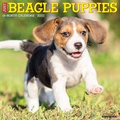 Beagle Puppies Kalender 2022