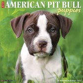 American Pit Bull Terrier Puppies Kalender 2022