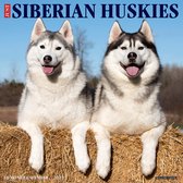 Siberian Husky Kalender 2022