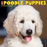 Poedel Puppies Kalender 2022