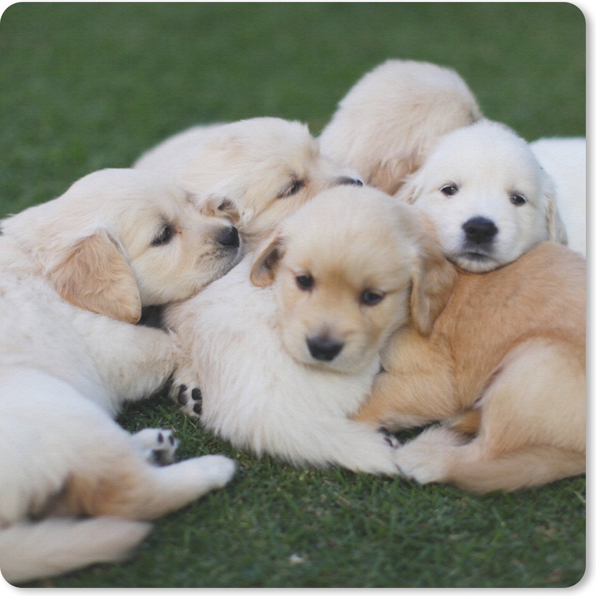 Muismat 20x20 cm - Mousepad Dieren - Puppy's - Honden - Muismatten