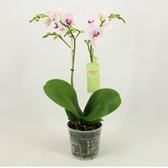 Orchidee van Botanicly – Vlinder orchidee – Hoogte: 40 cm, 1 tak – Phalaenopsis multiflora Sweet Lady