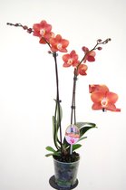 Orchidee van Botanicly – Vlinder orchidee – Hoogte: 50 cm, 2 takken – Phalaenopsis Horizon