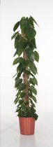 Kamerplant van Botanicly – Philodendron scandens – Hoogte: 130 cm