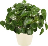 Kamerplant van Botanicly – Pannenkoekenplant incl. crème kleurig sierpot als set – Hoogte: 50 cm – Pilea peperomioides