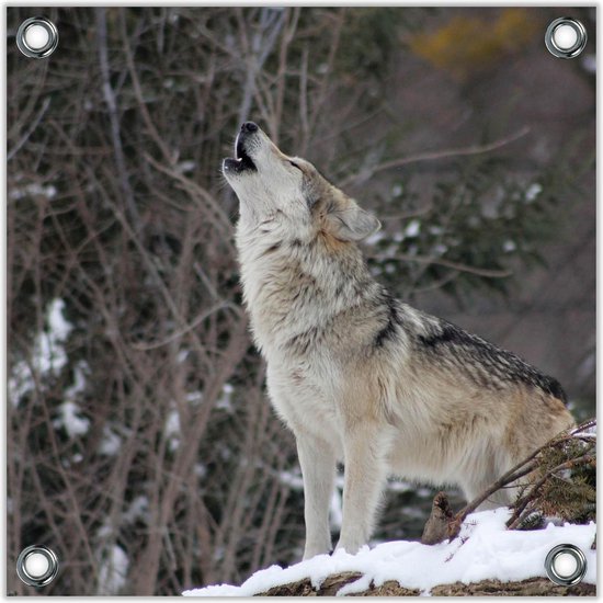 Tuinposter –Huilende Wolf in de Sneeuw– 80x80 Foto op Tuinposter (wanddecoratie voor buiten en binnen)