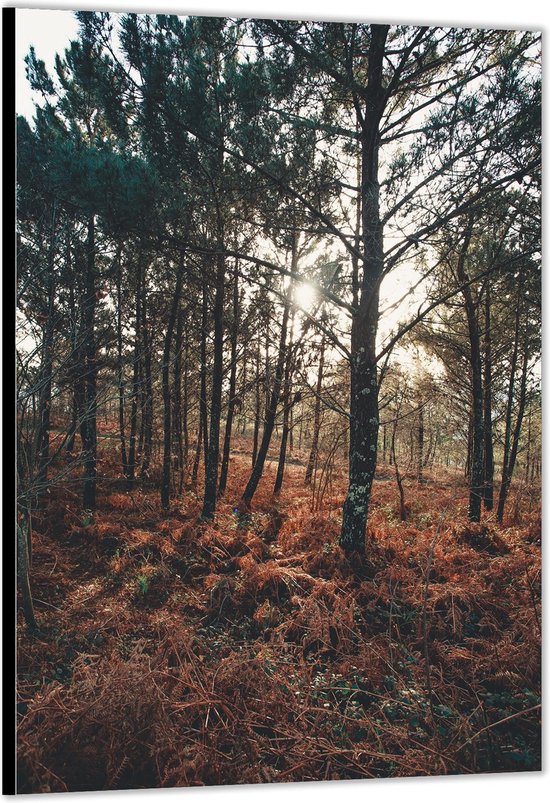 Dibond –Bos met Bomen in de Herfst– 80x120cm Foto op Aluminium (Met Ophangsysteem)