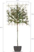 Olijfwilg als leiboom | Elaeagnus ebbingei | Stamomtrek: 4-6 cm | Stamhoogte: 120 cm | Rek: 120 cm