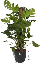 Kamerplant van Botanicly – Gatenplant incl. sierpot antraciet als set – Hoogte: 120 cm – Monstera Deliciosa