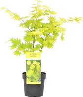 Acer Shirasawanum 'Jordan' - Japanse Esdoorn - ↑ 40-50cm - Ø 19cm