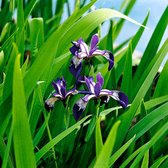 Iris Versicolor - Amerikaanse blauwe lis - ↑ 20cm - Ø 9cm