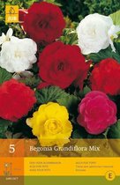 2 stuks 5 Begonias Grandiflora Mix