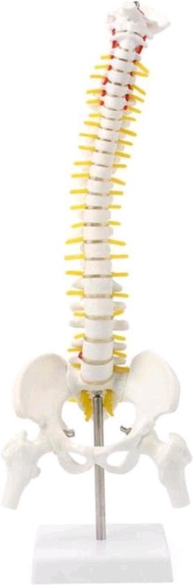 Afbeelding van het spel Ruggengraat Wervelkolom Spine Anatomie Model
