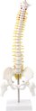 Afbeelding van het spelletje Ruggengraat Wervelkolom Spine Anatomie Model