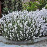 50 x Lavandula angustifolia Edelweiss - Witte Lavendel in 9x9cm pot met hoogte 5-10cm