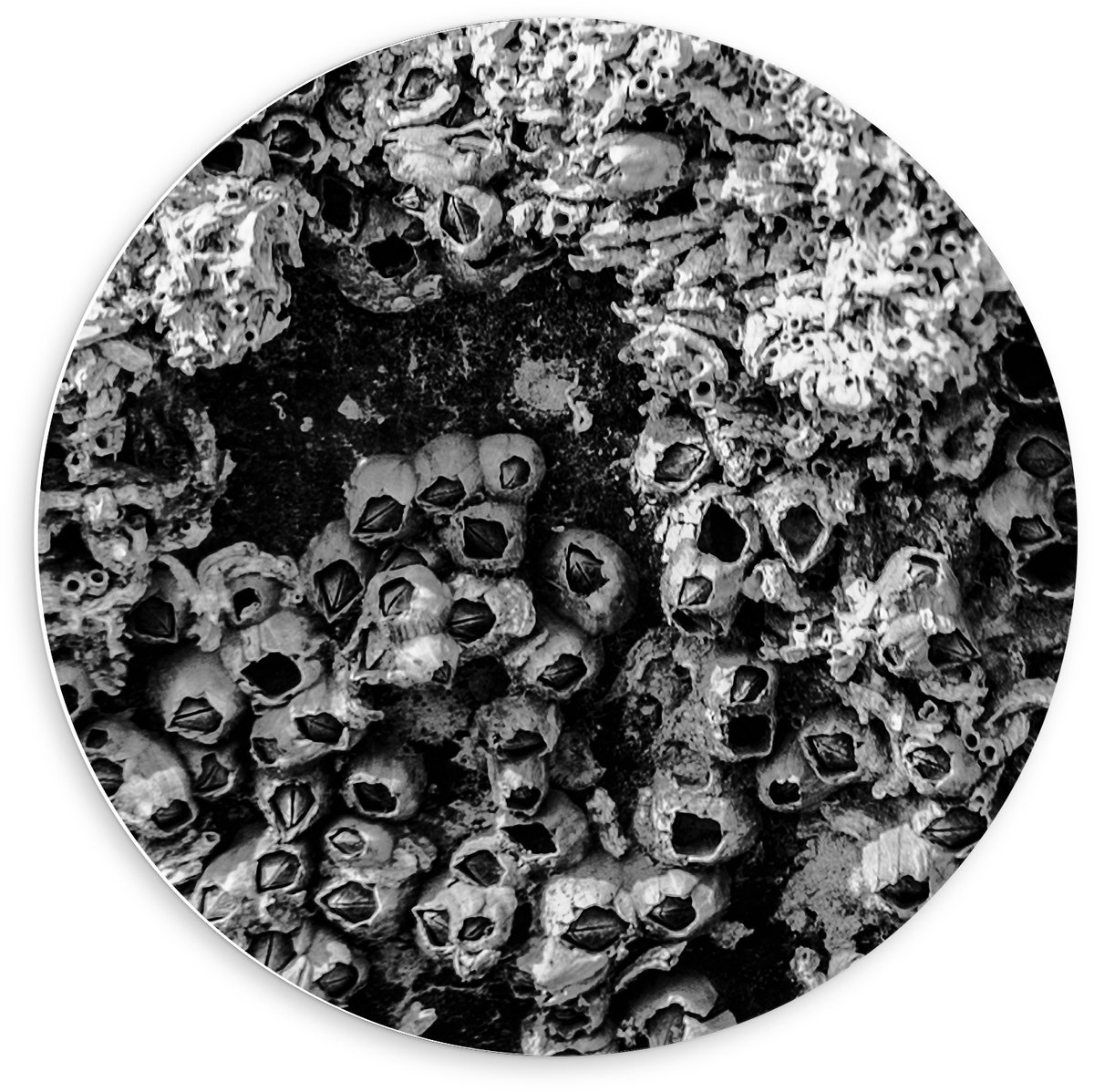 KuijsFotoprint Forex Wandcirkel - Struik in het Zwart/Wit - 60x60cm Foto op Wandcirkel (met ophangsysteem)