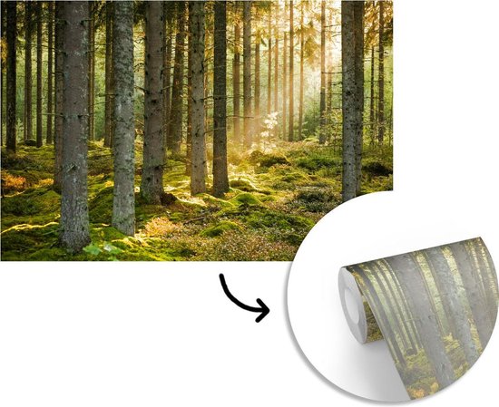 Papier peint - Papier peint photo Forêt - Arbre - Soleil - Largeur 420 cm x hauteur 280 cm