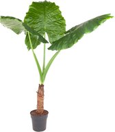 Kamerplant van Botanicly – Alocasia – Hoogte: 160 cm – Alocasia Macrorrhiza
