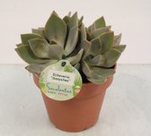 Cactus van Botanicly – Echeveria – Hoogte: 20 cm